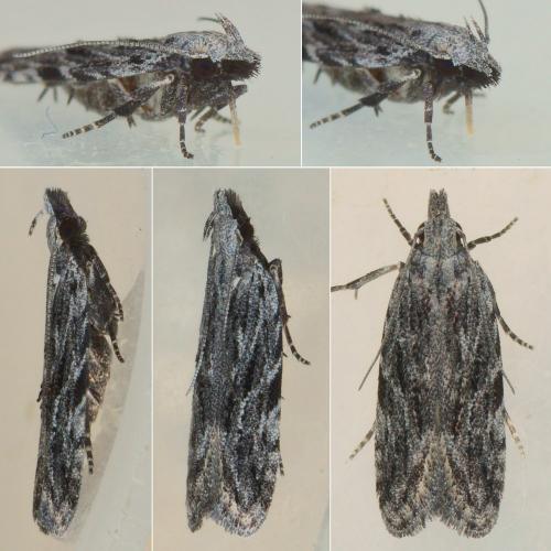 Réf. 240 047 : Anarsia lineatella